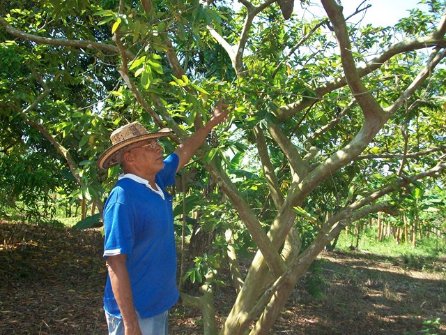 ICA atiende a productores de Guayaba para mitigar la presencia de la Mota Blanca o Capulinia s.p.