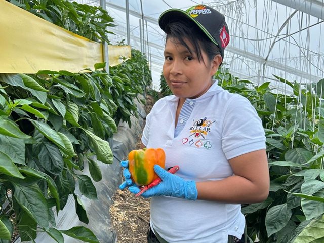 Campesinos de Ansermanuevo se capacitan en control de plagas para fortalecer exportaciones de pimentón