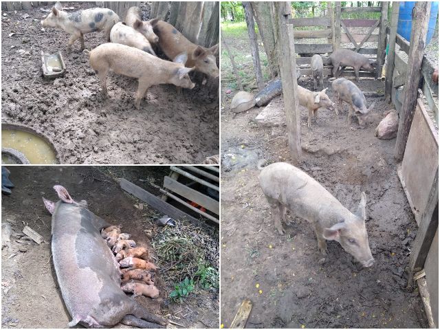 Control de peste porcina clásica en Magdalena