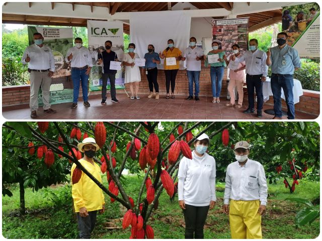 Cacaoteros del Meta comprometidos con la inocuidad y calidad fitosanitaria de sus cultivos