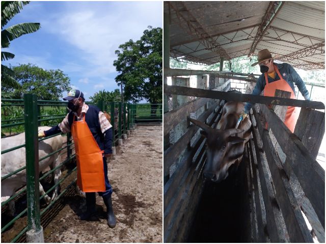 Ciclo I inmunizó contra la fiebre aftosa 27,9 millones de bovinos y bufalinos en el país  