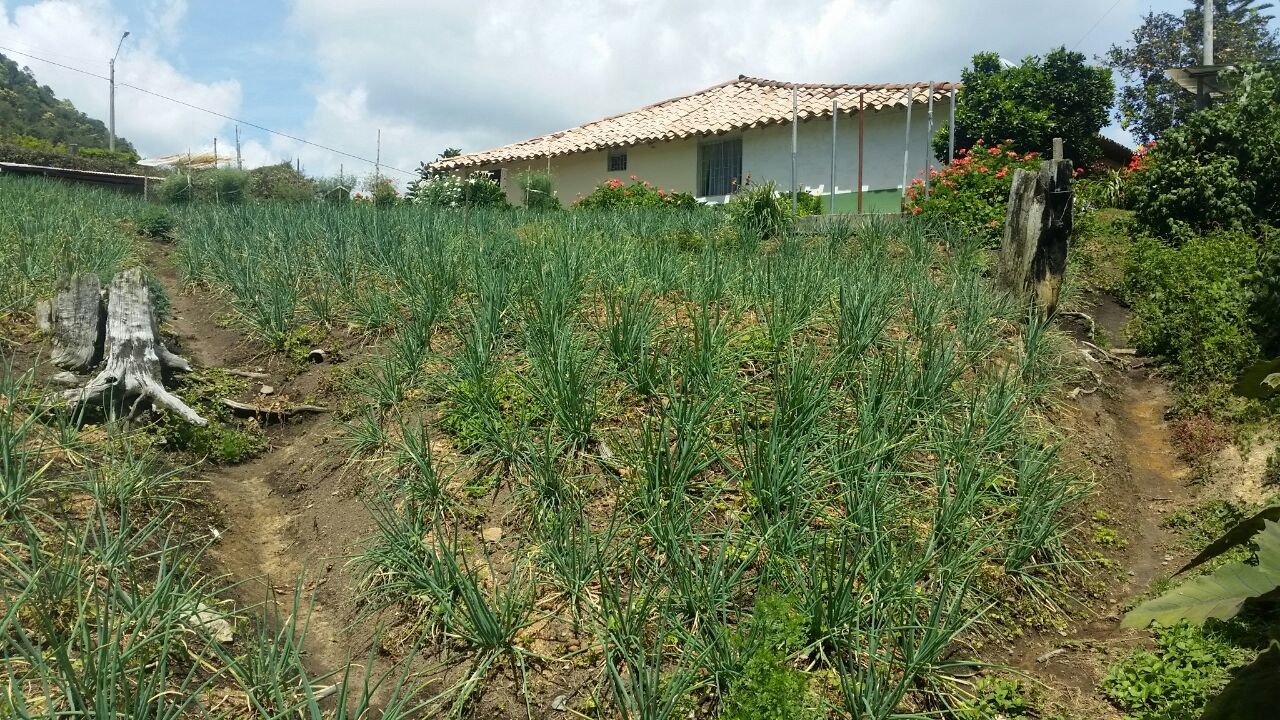 cebolla-2.jpg