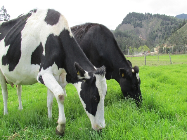 Nuevas medidas para la prevención, control y erradicación de la tuberculosis bovina