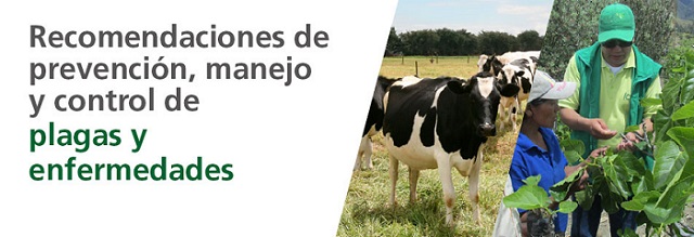 El ICA pone al servicio de los productores agropecuarios sitio web para manejo de plagas y enfermedades 