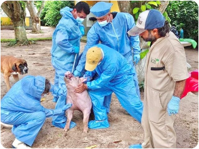 En Atlántico, el ICA refuerza la lucha contra la peste porcina clásica con jornada de actualización sanitaria en Sabanalarga