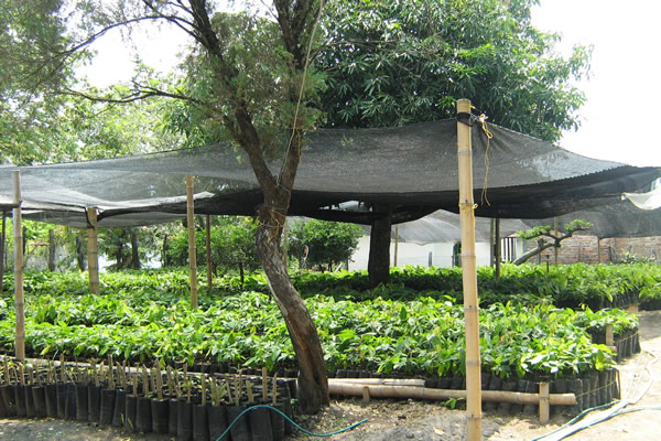 Trabajo fitosanitario en viveros de frutales inicia segunda etapa