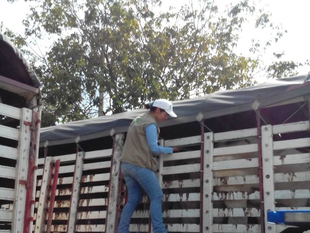 Incautan 45 semovientes de contrabando  en Codazzi 