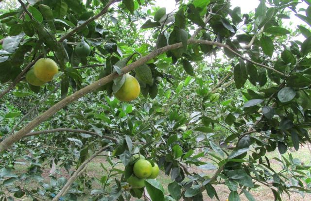 En Atlántico, citricultores y el ICA trabajan por la sanidad vegetal de los cultivos