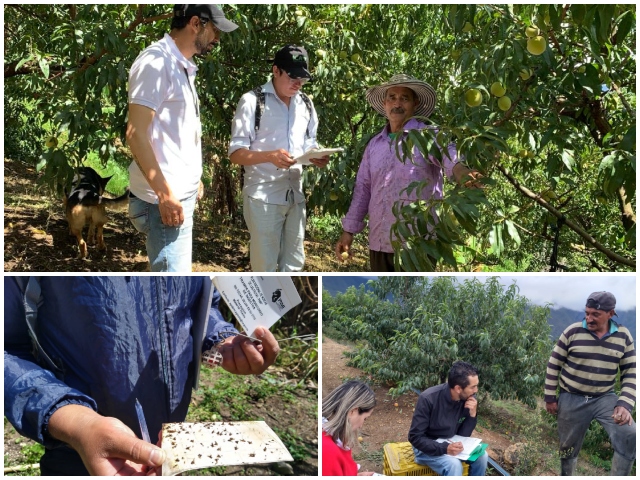 En Boyacá, el ICA inspeccionó 64 predios productores de durazno para controlar las moscas de la fruta 