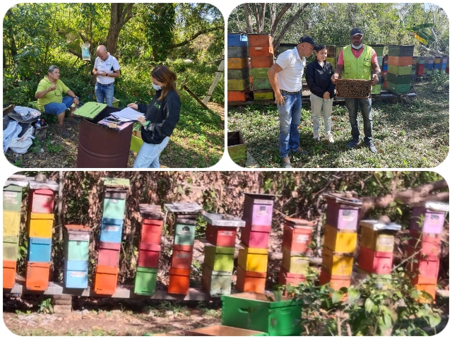 Las abejas, una prioridad para el ICA en San Andrés
