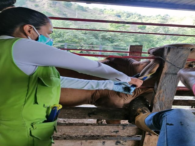 Trabajo en equipo entre Subastar y el ICA en pro de la sanidad animal del Cesar 