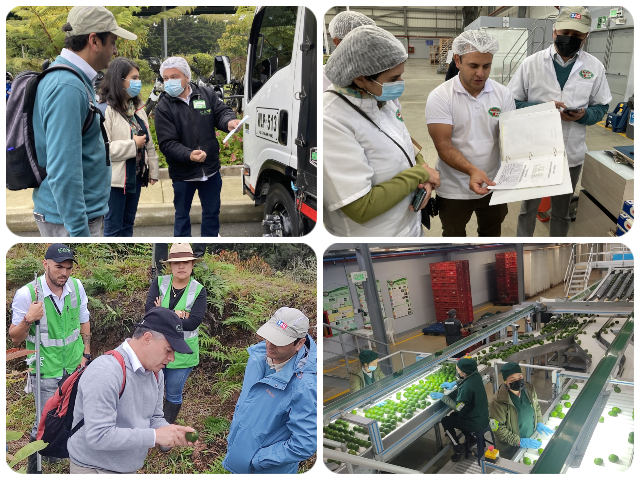 Visitas de verificación para la activación del plan de trabajo con Chile para aguacate Hass