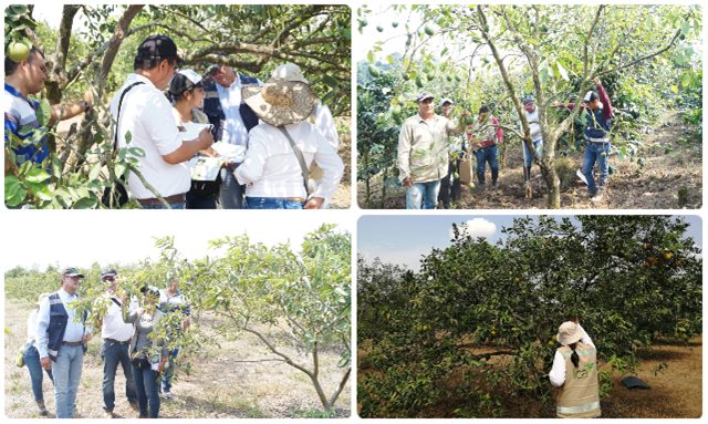 Productores metenses le apuestan a la producción de fruta fresca e inocua