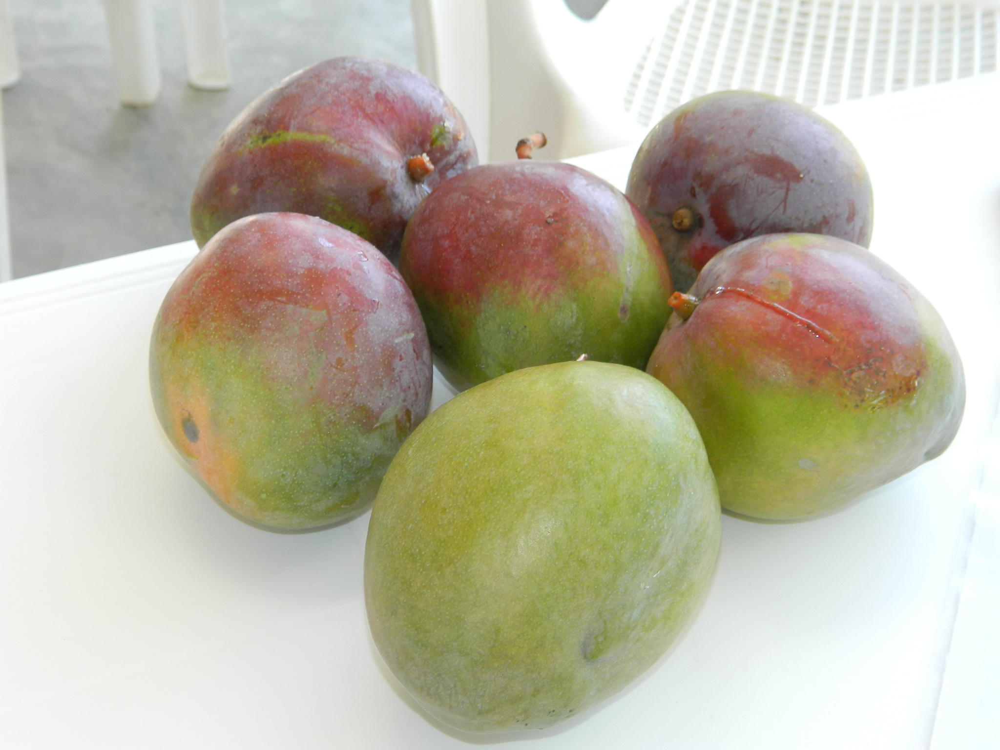 mangos-2.JPG mangos-2.JPG