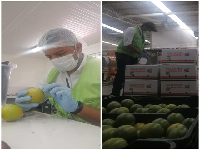 ICA verificó calidad y estado fitosanitario de naranjas valencia para exportación.