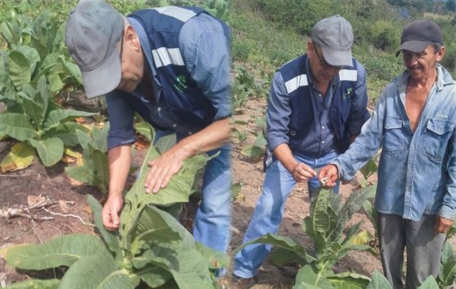 El ICA realiza actividades de vigilancia fitosanitaria en cultivos de tabaco en el Carmen de Bolívar
