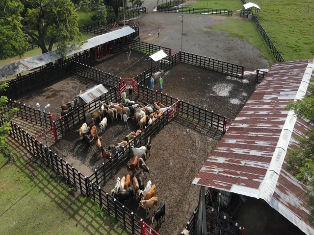 El ICA comprometido con el Bienestar animal en la exportación de bovinos y bufalinos en pie 