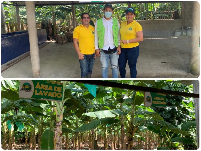 El Topacio: primer predio productor de plátano hartón en Arauca que se certifica como predio exportador de vegetales en fresco