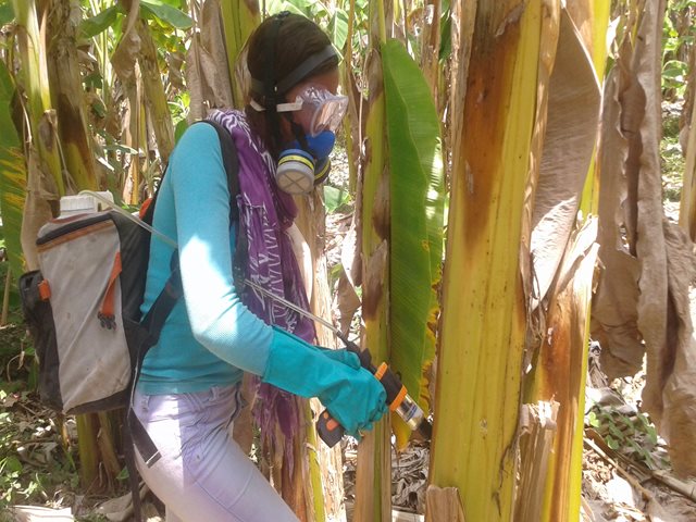 Experto del ICA entrenó a agricultores de banano en Magdalena para combatir la enfermedad del Moko
