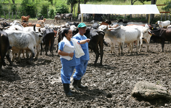 No se detiene labor del Ica en adopción de medidas contra enfermedades del sector pecuario