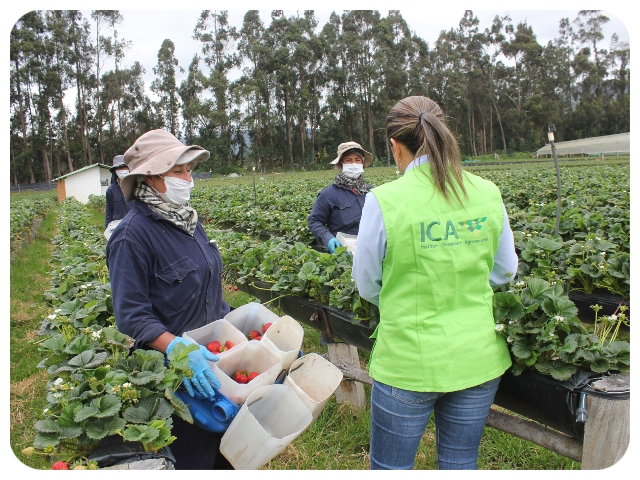 Funcionarios del ICA en actividades de inspección.