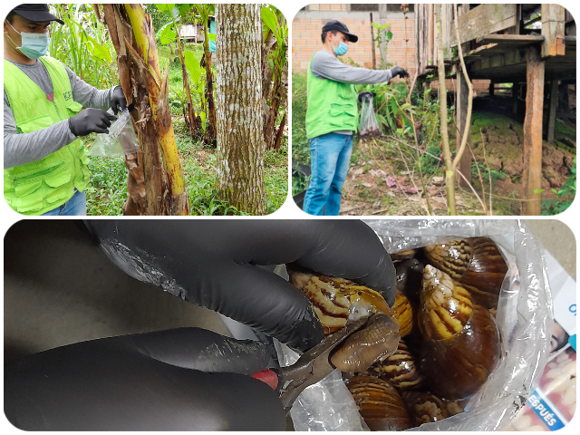 Vigilancia activa contra el caracol africano en Puerto Nariño, Amazonas
