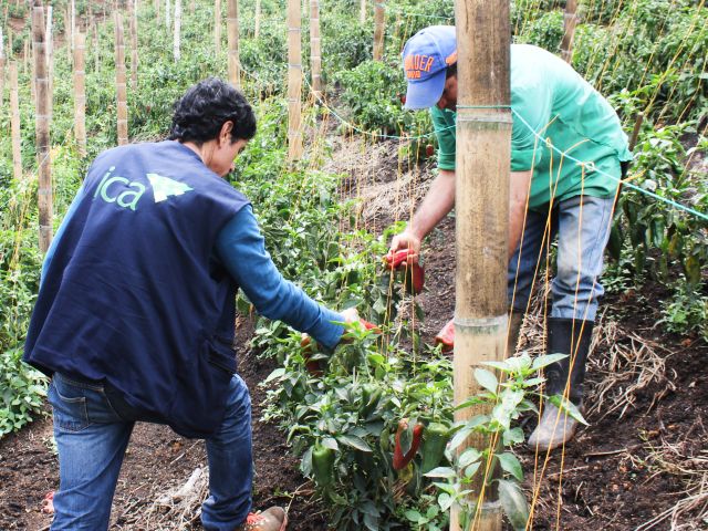 En Nariño, 136 predios de vegetales están activos y registrados ante el ICA para la exportación en fresco