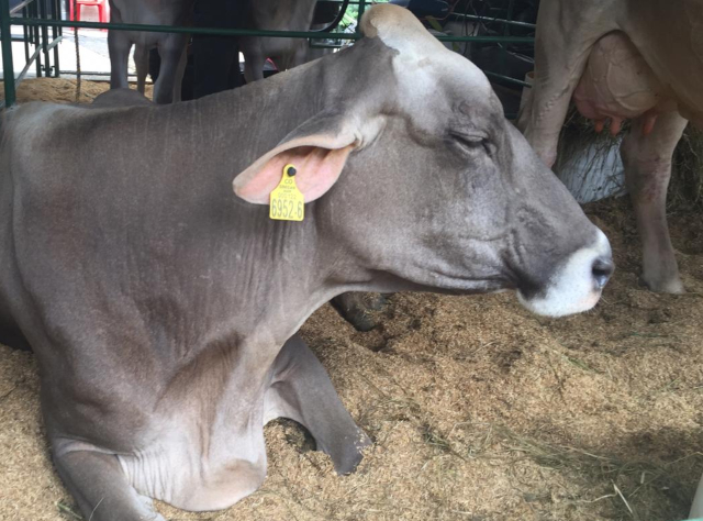 El ICA, en Cereté, continúa con la expedición de Guías Sanitarias de Movilización Interna de Animales, GSMI