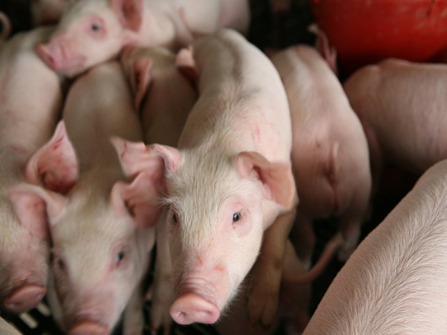 ICA ordena suspender la vacunación contra Peste Porcina Clásica en 19 departamentos y 736 municipios