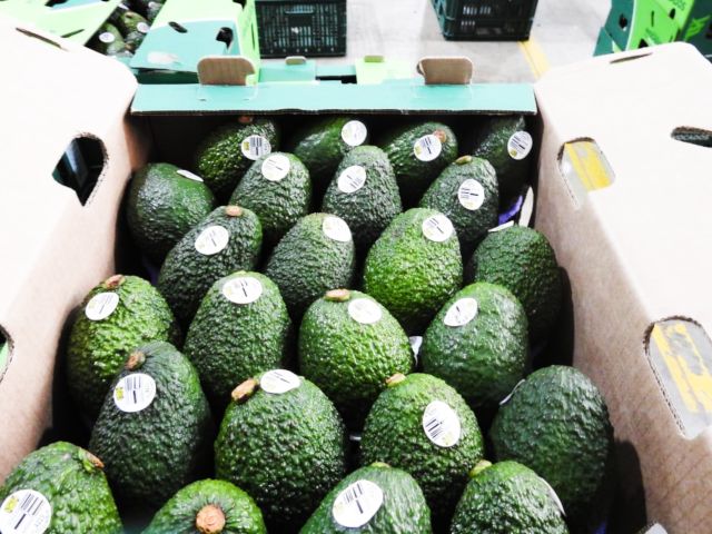 El Tolima envió el primer cargamento de aguacate Hass a Los Estados Unidos 