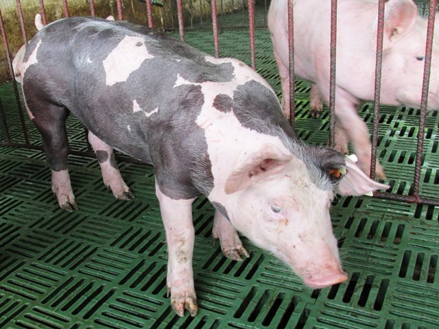  El ICA trabaja por la inocuidad porcícola del Guainía