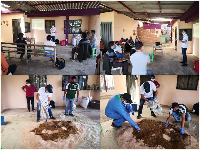 Productores de Nariño le ponen el ojo a la “hormiga loca” 
