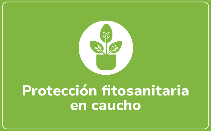 Caucho