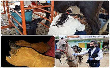 Día mundial de las zoonisis