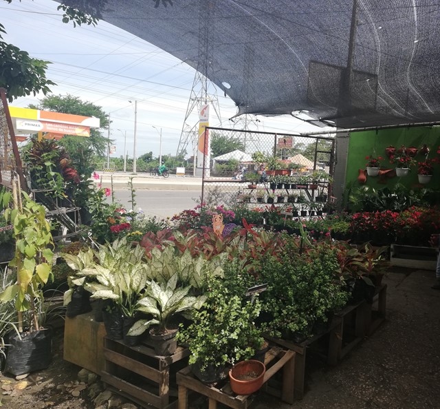 vivero-1.jpg vivero-1.jpg