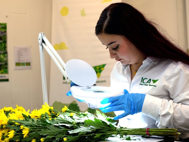 El ICA ha inspeccionado más de 146 millones, entre flor cortada y follaje.