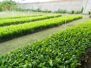 Vivero-Cesar5.JPG