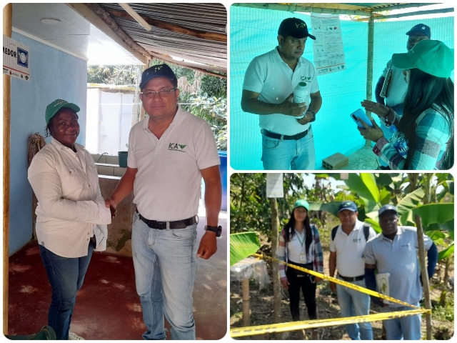 En el Cauca, productores de lima ácida Tahití le apuestan a certificarse en BPA