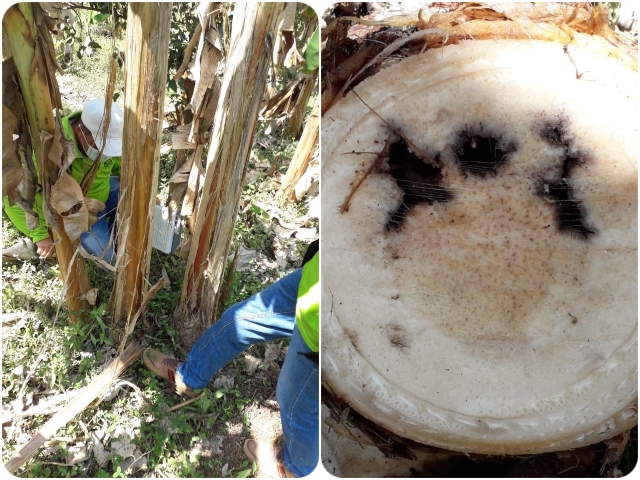 Inspeccion a cultivos de plátano
