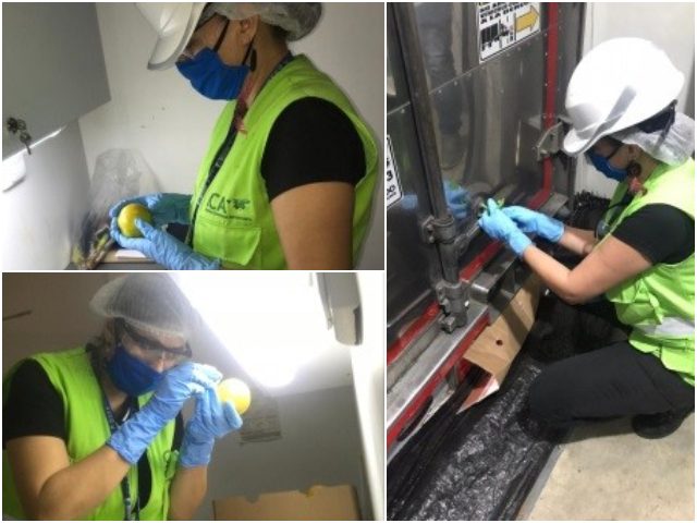 Inspección cítricos tipo exportación en el Quíndio.