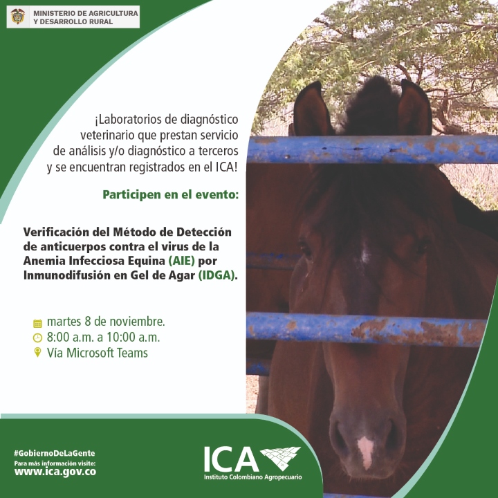 Virus-de-la-Anemia-Infecciosa-Equina-8-11.jpg