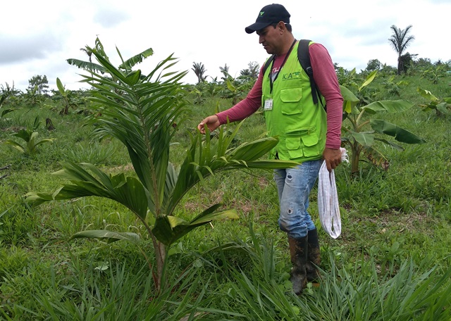 En el Guaviare, el ICA acompaña a productores de chontaduro para fortalecer la sanidad de sus cultivos