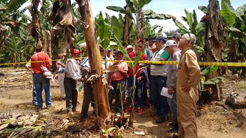 Productores-de-Platano-de-Caldas-en-una-de-las-estaciones-del-taller-Aprendiendo-y-Haciendo-del-ICA-2.jpg Productores-de-Platano-de-Caldas-en-una-de-las-estaciones-del-taller-Aprendiendo-y-Haciendo-del-ICA-2.jpg