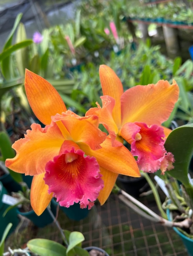 Orquídeas Forestal – Planta Viva