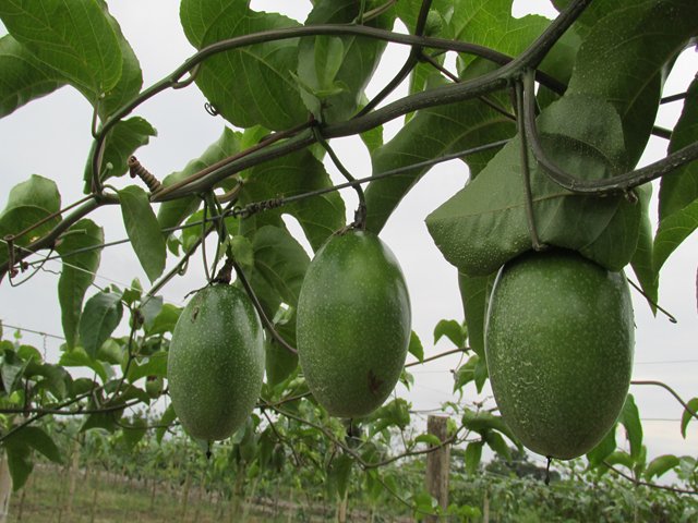 La Plata, Huila, listo para enfrentar  la mosca de la fruta 