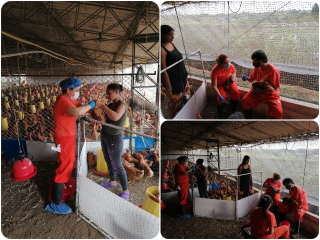 El ICA garantiza la sanidad en aves para programa de seguridad alimentaria en Antioquia