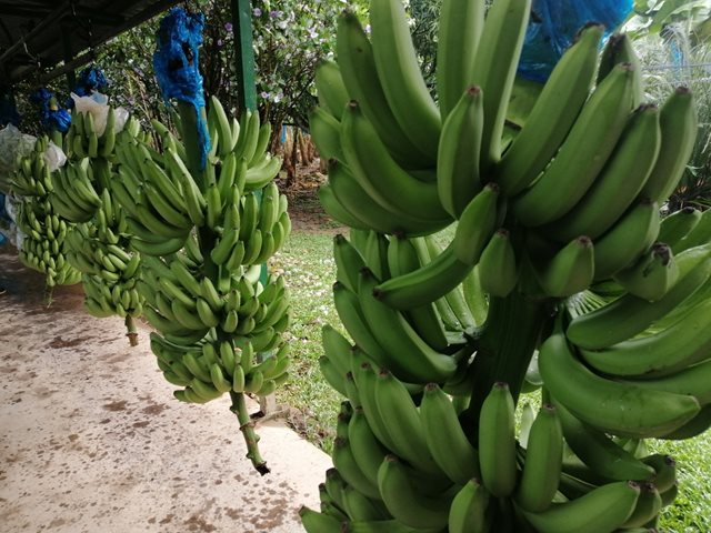 Cultivos de plátano y banano