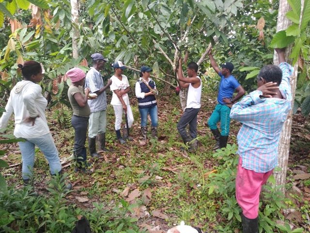 Productores en Nariño se actualizan en el manejo integrado de cacao