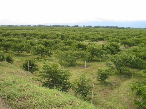 Plan de choque para combatir el Picudo de la Guayaba