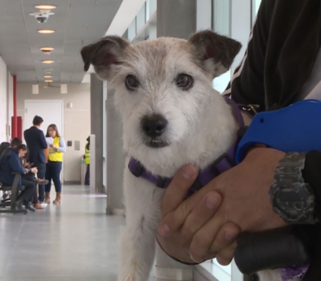 Foto-ICA-aeropuerto-mascotas.jpg Foto-ICA-aeropuerto-mascotas.jpg